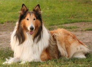 lassie
